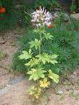File:<b>Cleome</b> spinosa 01.JPG - Wikimedia Commons