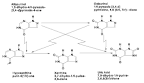 <b>Allopurinol</b> is metabolized to