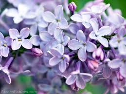 http://t2.gstatic.com/images?q=tbn:ANd9GcQnFHB1J1Ctnr_01amx5PrtVLTdEkTcAb1uUFvBrbaJaDzZ4YjwrA