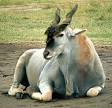 Bovidae