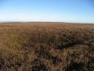 A shake hole east of the Millstone Band. There is a small area with several - via Daymix
