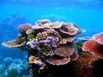 Coral - Wikipedia, the free encyclopedia