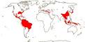 <b>Styracaceae</b>.gif