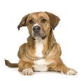 How To Treat Canine Diarrhea | Dog Health