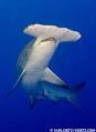 Great Hammerhead Sharks, Sphyrna mokarran at MarineBio.
