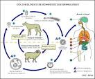 <b>Equinococosis</b> o hidiatidosis