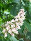 male or bisexual flowers - via Daymix