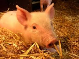 Das Versuchstier des Jahres 2010 : Das Schwein // Einleitung - free-animal-pix-schwein-1