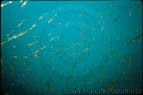 CalPhotos: Euphausia pacifica; Pacific Krill; <small>(shown with ...