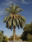 Egypt Farafra Oasis Date palm tree picture photo