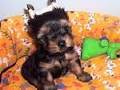 Voc&ecirc; j&aacute; viu um destes animais? - Foto 0 - Bichos - R7
