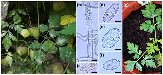Image result for Oidium erysiphoides forma ipomoeae
