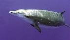 Creature Sea - Ten of the Most Bizarre Creatures of the Sea!
