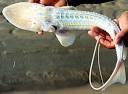 Dwarf sturgeon?
