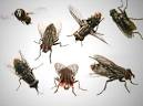 Pictures of flies - Grey Flesh Flies