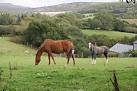 Horses Grazing near Portworthy - via Daymix