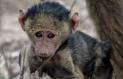 AWF: Wildlife: Baboon
