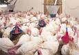 Aviculture : Un pilier de l