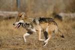 Canis lupus - Pictionary Wiki