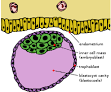 Blastocyst - Wikipedia, the free encyclopedia