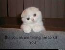 The Voices Are Telling Me To Kill You - ROFLCAT - Funny Cat Pictures