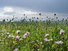 3 km from Navenby, Lincolnshire, Great Britain. Morphine Poppies - via Daymix