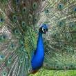 Beardsley Zoo Coupons | Free Printable Zoo Discounts!