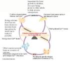 Hormones important to bone