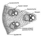 Plant Anatomy Questions Answers Biology Class Eleven
