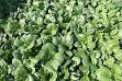Chinese cabbage - Wikipedia, the free encyclopedia