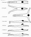 Streamline - The Physics and Biomechanics of Swimming