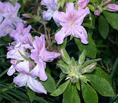 Image result for Rhododendron macrosepalum
