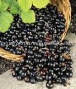 Black Currant Juice Concentrate products, buy Black Currant Juice ...