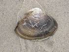 Brown sea shell in sand public - via Daymix