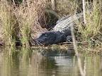 Weslaco, TX : Alligator Pond photo, picture, image (Texas) at city-