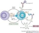 IgG <b>rheumatoid factor</b>