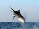 Jake Jordans Fishing Adventures