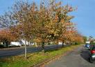 Autumn Colours. These trees between Milton Park and Maybole Road are - via Daymix