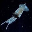 Enoploteuthidae - Wikipedia, the free encyclopedia