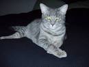 File:Tabby-cat-domestic-shorthair-force.jpg - Wikipedia, the free ...