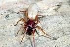Identifying the Brown Recluse