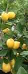 Citrus Pages / Lemons