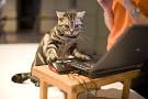 Fancy Felines Prep For Annual Cat Show At Madison Square Gardens ...