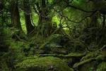 Antipixel | Blog | Yakushima forest