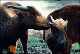 Anoa adalah hewan khas Sulawesi yang di lindungi .ada terdapat dua spesies anoa yaitu: Anoa Pegunungan (Bubalus quarlesi) dan Anoa Dataran Rendah (Bubalus depressicornis).