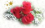 Wallpapers Backgrounds - Christmas red roses (roses wallpapers widescreen christmas red allabouthappylife 1920x1200)