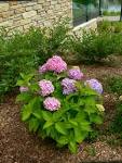 Q&A: Why didn't my Endless Summer Hydrangea bloom? : Over the ...