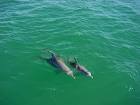 Dolphins in sea public domain - via Daymix