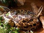 Burmese Python — Fotopedia - via Daymix