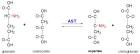 Amino Acid Synthesis and Metabolism
